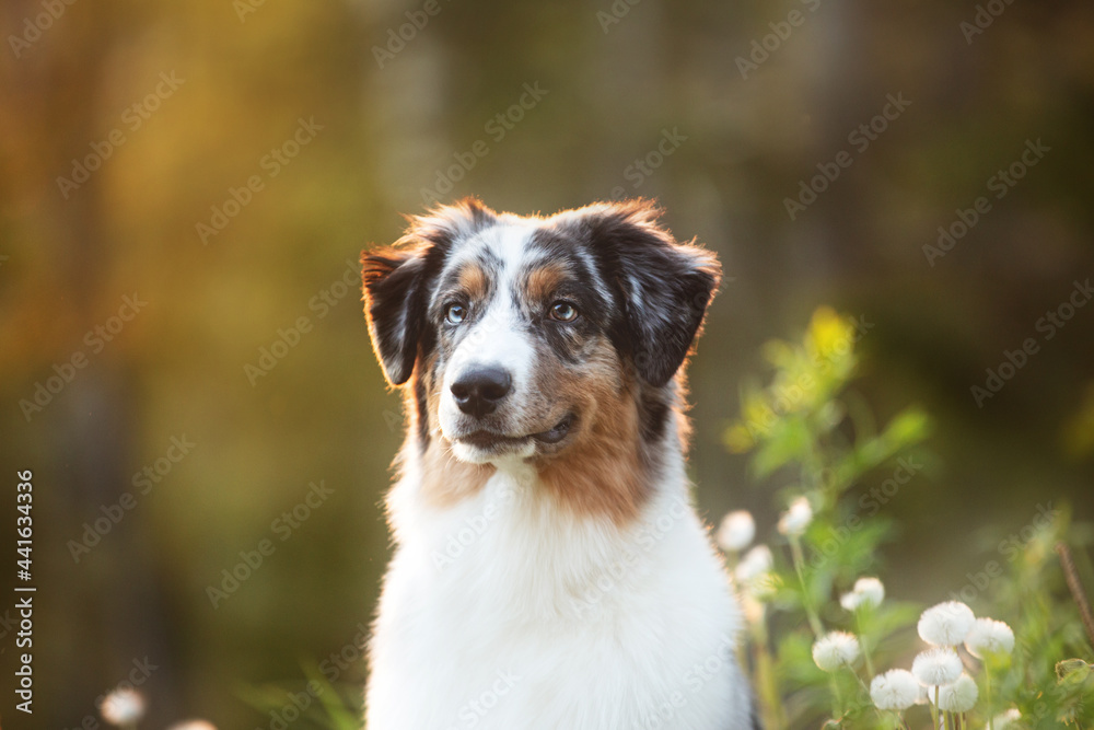 Close-up Portrait of an Blue merle Australian shepherd dog in the forest at sunset in summer.