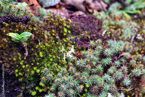 green moss on the ground
