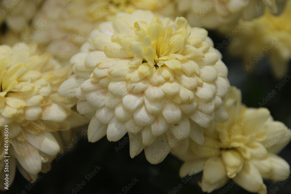 close up of a chrysanthemum close up of a chrysanthemum