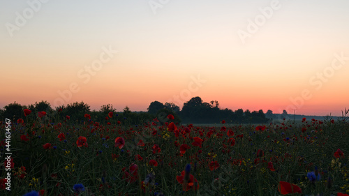 Red poppies blosdom in a  green cereal  at sunrise.
