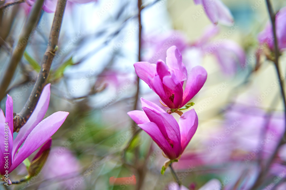 Blooming magnolia flowers in the city park Blooming magnolia flowers in the city park