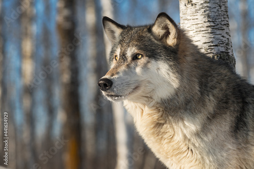 Grey Wolf (Canis lupus) Looks Left Alert and Intense Winter