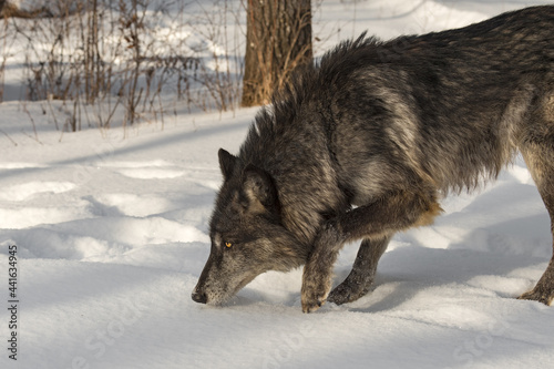 Black Phase Grey Wolf (Canis lupus) Steps Forward Head Down Winter © geoffkuchera