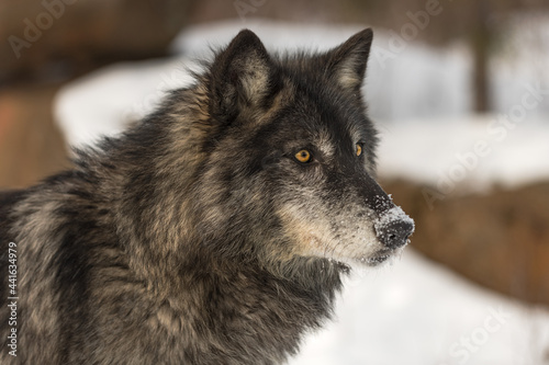Black Phase Grey Wolf (Canis lupus) Looks Right Snow on Nose Winter