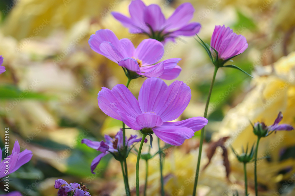 The beautiful cosmos flowers in the garden in Thailand The beautiful cosmos flowers in the garden in Thailand