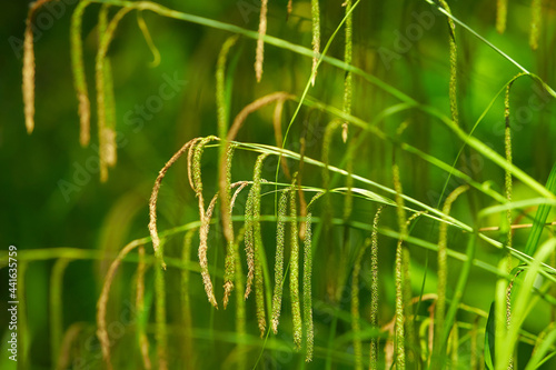 Carex pendula Grass, pendulous sedge or Weeping Sedge