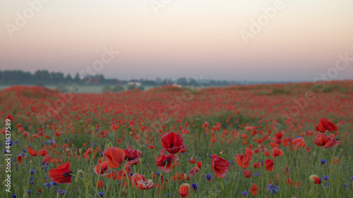 Red poppies blosdom in a  green cereal  at sunrise.