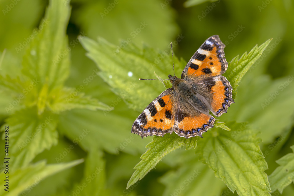 Butterfly Small tortoiseshell on common nettle Butterfly Small tortoiseshell on common nettle