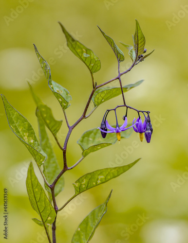 Bilde på lerret Bittersweet nightshade flowers on green background