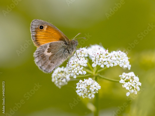 Butterfly Small Heath feeding on white flower
