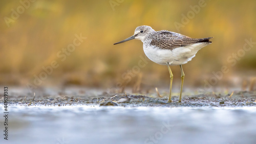 Common greenshank walking in shallow coastal water of Waddensea.