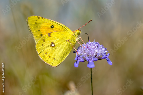 Clouded Yellow butterfly feeding on nectar