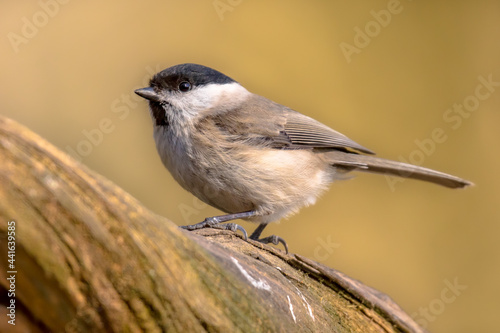 Willow tit perched on branch on blurred background