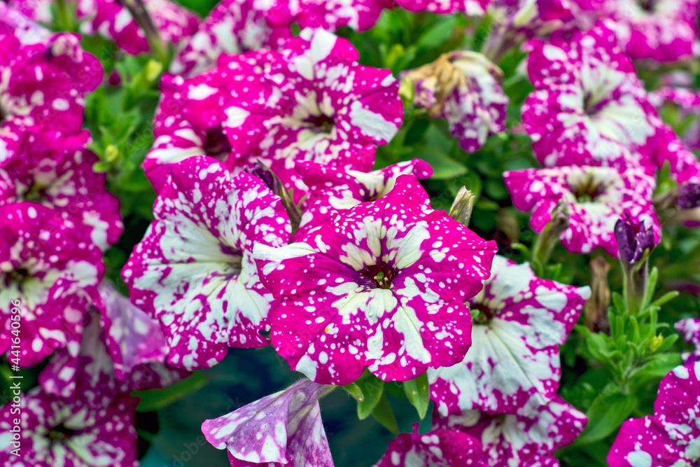  Decorative flowers petunia