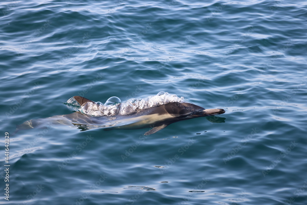 Naklejka premium dolphin in the water