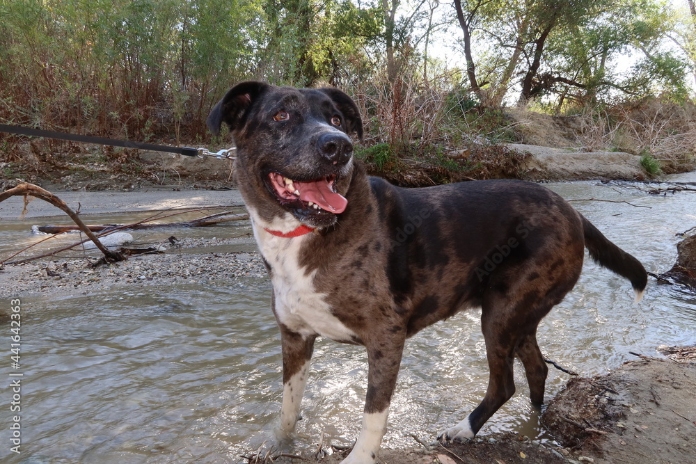 Catahoula Leopard Dog Standing in a Creek and Having a Great time on an Adventure Catahoula Leopard Dog Standing in a Creek and Having a Great time on an Adventure