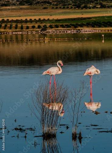 Flamingos in the Petrola lagoon, La Mancha, Spain, at sunrise photo