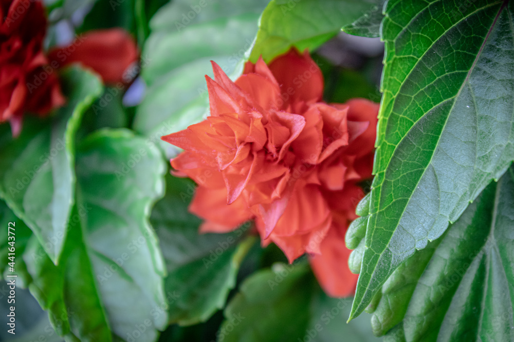 A beautiful red rose against a background of green leaves amazes with its beauty. The petals of a blooming pink rose flower are open. Close-up. Holiday, love, birthday. Macro. Time-lapse 4K UHD video A beautiful red rose against a background of green leaves amazes with its beauty. The petals of a blooming pink rose flower are open. Close-up. Holiday, love, birthday. Macro. Time-lapse 4K UHD video