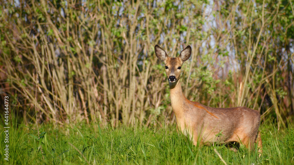 A young female European roe deer in natural wild nature on a spring sunny day, close-up stands in the grass sideways looking straight into the lens.