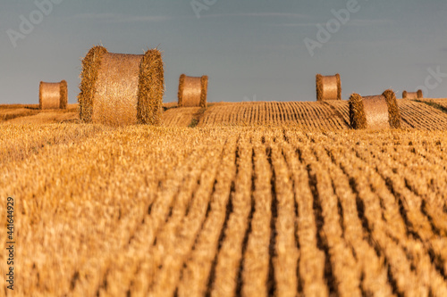 Fototapeta Naklejka Na Ścianę i Meble -  View of the Masurian fields.