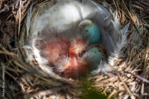 bird's nest in natural habitat, two small chicks just hatched from eggs © evgenii