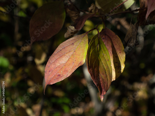red leaves in autumn