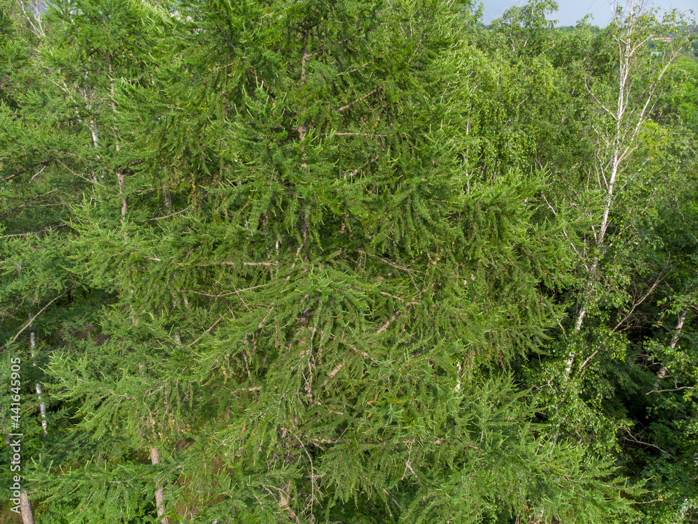 Fototapeta premium Spruce green young trees branches fur close-up in forest, aerial view from drone. Evergreen pine trees summer nature