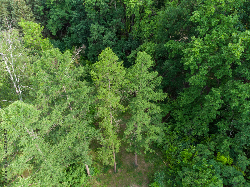 Spruce green young fur trees high up in forest, aerial view from drone. Evergreen pine trees summer nature