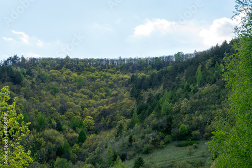 Mixed forest against the sky. National park.