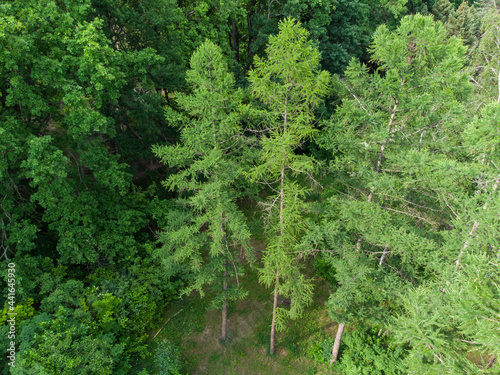 Spruce green high young trees branches fur in forest  aerial view from drone. Evergreen pine trees summer nature