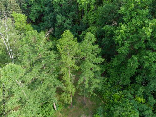 Spruce green young fur trees high up in forest, aerial view from drone. Evergreen pine trees summer nature © Kathrine Andi