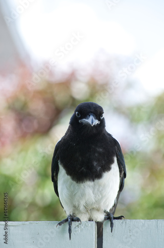 Close up of a Fledging Magpie