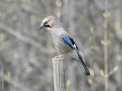 Garrulus glandarius Eurasian jay, jay, acorn jay - a species with the diameter of a bird from the crow family, inhabiting Eurasia and North-West Africa.