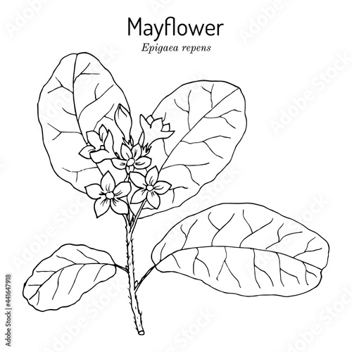 Mayflower or trailing arbutus Epigaea repens , state flower of Massachusetts photo