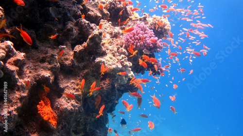 Fototapeta Naklejka Na Ścianę i Meble -  red coral reef