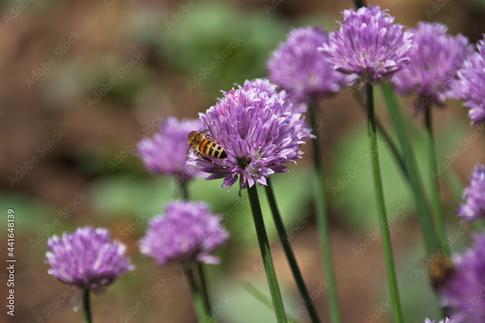 Gemüsegarten im Sommer Gemüsegarten im Sommer