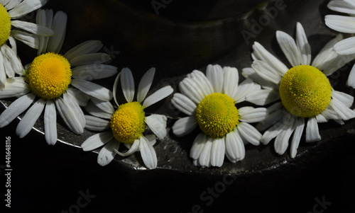 Detail view of several fresh chamomile flowers lying next to each other on the lid of an antique teapot