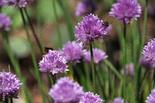 Gemüsegarten im Sommer