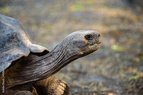 Galapagos tortoise stretching its neck photo