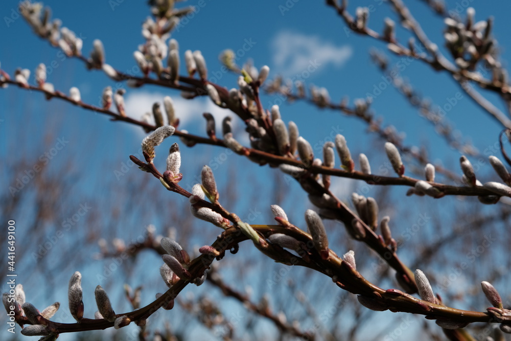 branches of a willow