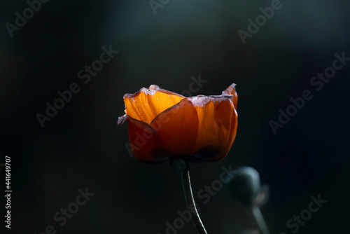 Orange Poppy flower backlit with sun light