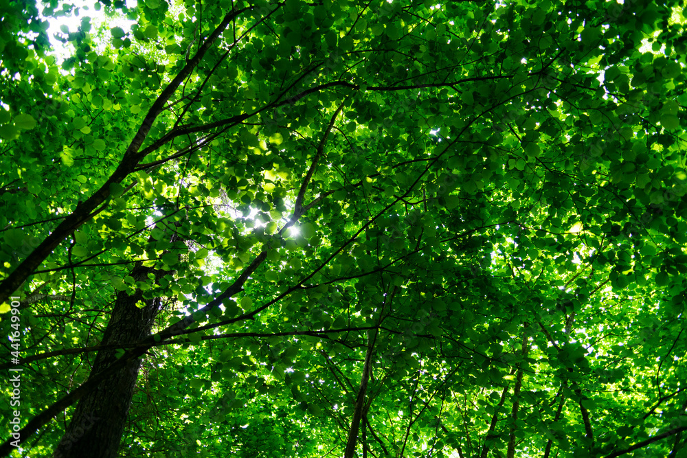 Fototapeta premium green leaves background