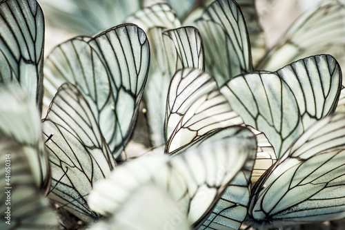 Cabbage butterflies close-up. High quality photo