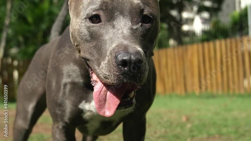Pit bull dog playing in the park. The pitbull takes advantage of the sunny day to have fun. Dog place with green grass, and fence with wooden stakes. Toys like a ramp for him to exercise.