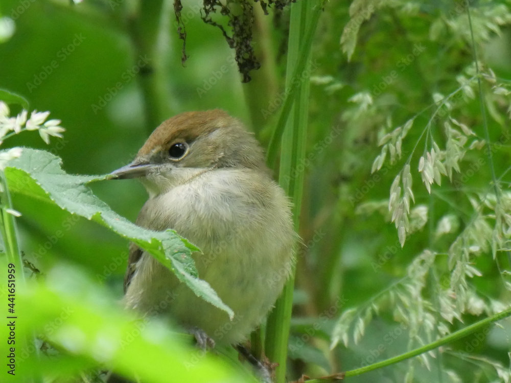 Female blackhead bird. Hiding in leaves. Feeding. Female blackhead bird. Hiding in leaves. Feeding.