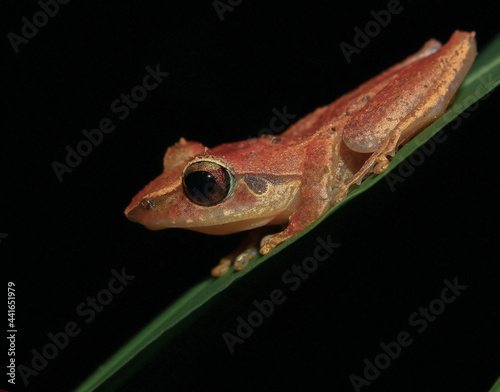 Frog on a leaf; tiny frog; cute froggy; Pseudophilautus folicola from Sri Lanka; Endemic to Sri Lanka; frogs in the city;