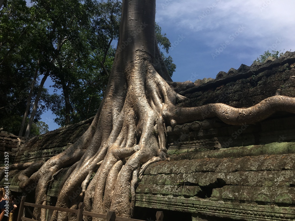 roots of tree in temple