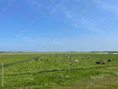 Cows in the meadow in Friesland