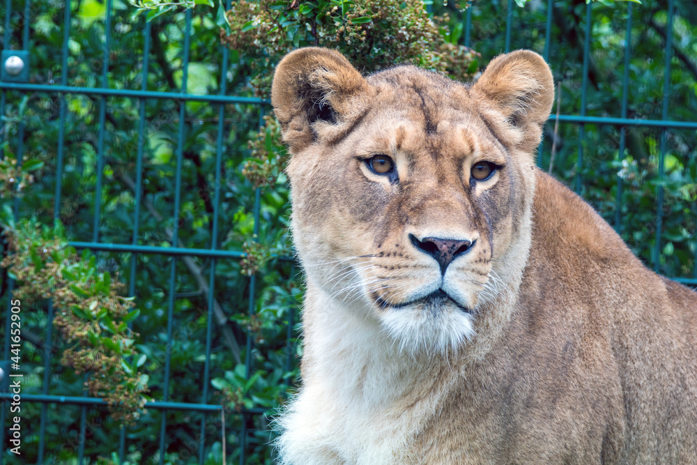 Obraz premium Löwin