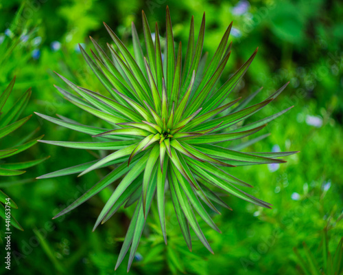 Geometric perfection in plant world